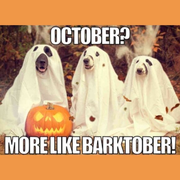 TUES. 10/28/25 DRESSES Share 3 Group - Picture 5 of 5